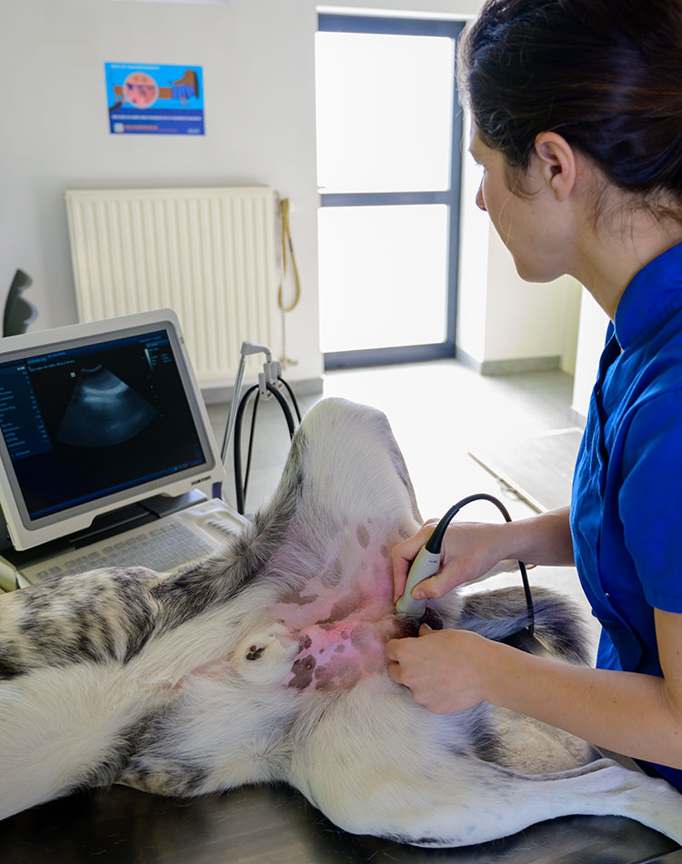 Radiologie en Echografie